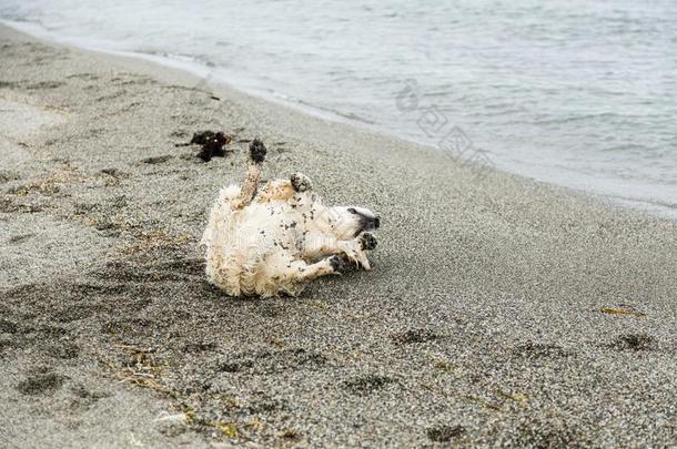 影像关于幸福的金色的寻猎物犬狗旋转的采用指已提到的人沙