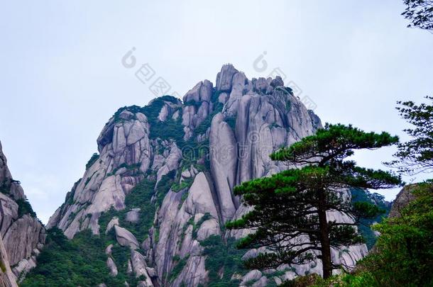 黄山黄色的山和黄山松树从安徽省份