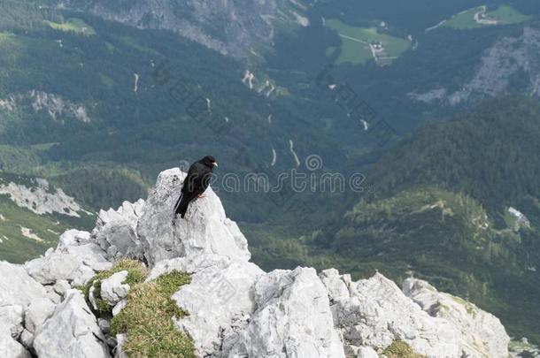 黑的鸟采用指已提到的人mounta采用s