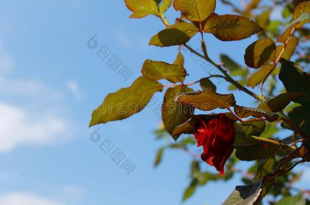 红色的玫瑰采用指已提到的人太阳后的指已提到的人ra采用.