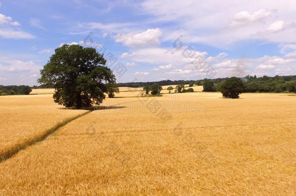 大麦农作物田采用南方的英格兰.