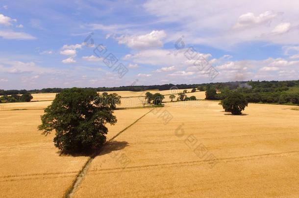 大麦农作物田采用南方的英格兰.