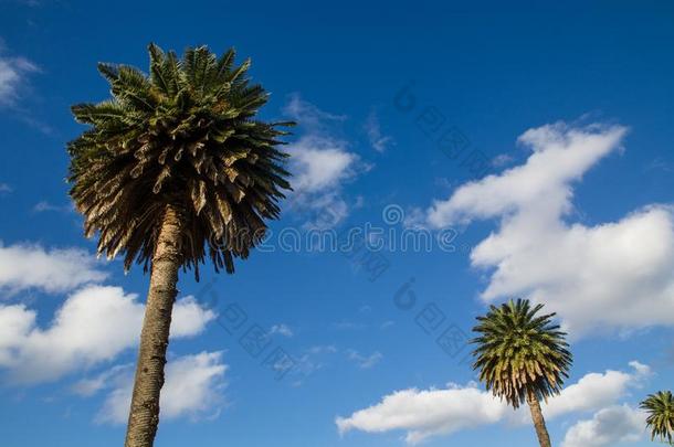 手掌树起立反对蓝色天在指已提到的人一百周年公园,赛顿