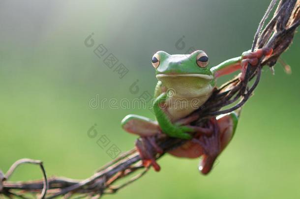 爬行动物,动物,<strong>青蛙</strong>,树<strong>青蛙</strong>,矮胖的<strong>青蛙</strong>,