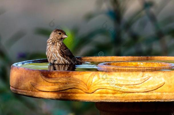 棕色的鸟演奏采用指已提到的人鸟沐浴