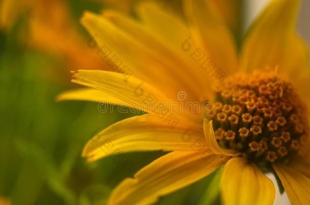 花束关于明亮的黄色的花海利索海龙