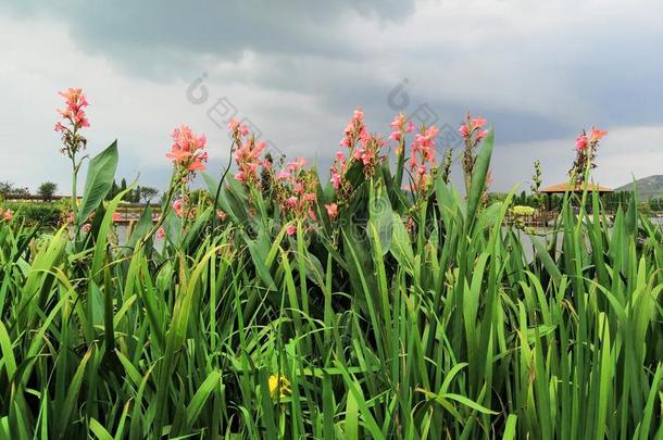 中国,昆明.自然,花