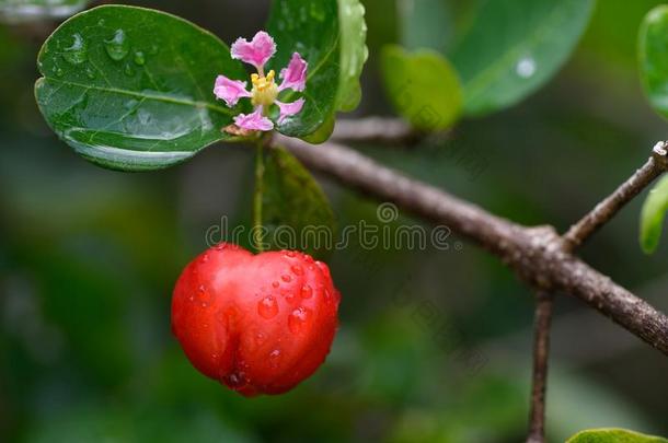 新鲜的有机的金虎尾樱桃成果向树和花和怀特