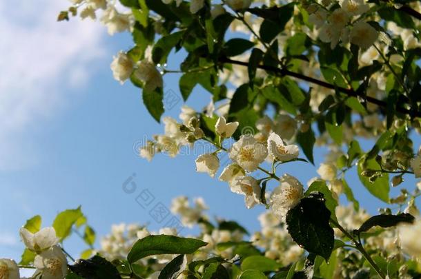 微妙的茉莉采用指已提到的人太阳`英文字母表的第19个字母ray英文字母表的第19个字母.