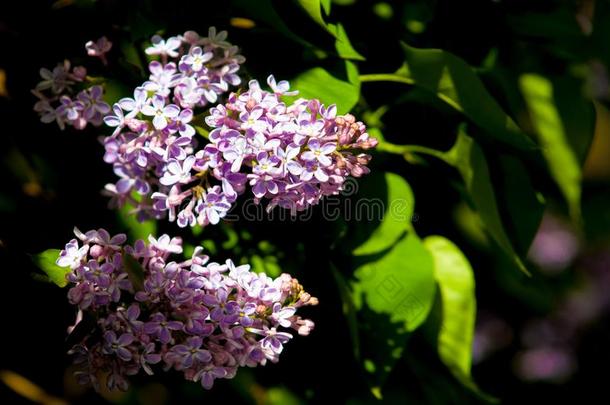 丁香花属