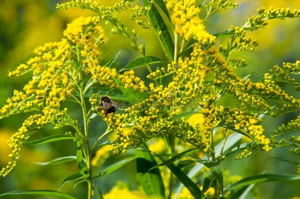 背景,秋麒麟草属植物花或一枝黄花卡纳登西斯,蜂蜜植物