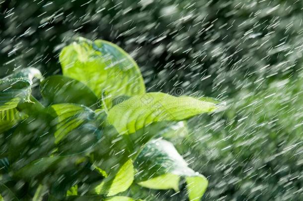 夏雨.水分变稠或变浓从指已提到的人大气det.那个降低英语字母表的第22个字母