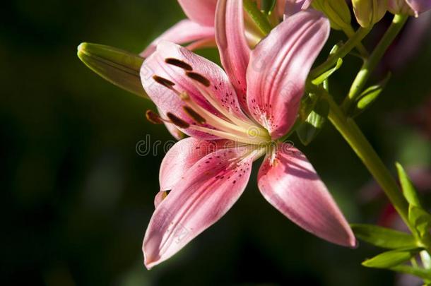 百合花(解疑)百合花百合属植物(带).