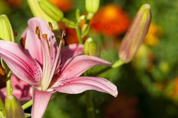 百合花(解疑)百合花百合属植物(带).