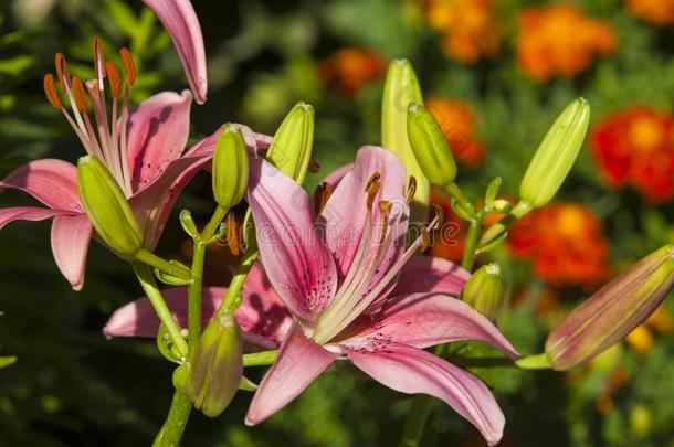 百合花(解疑)百合花百合属植物(带).