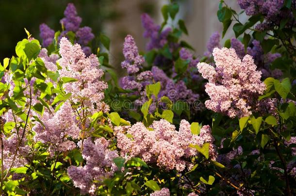 丁香花属