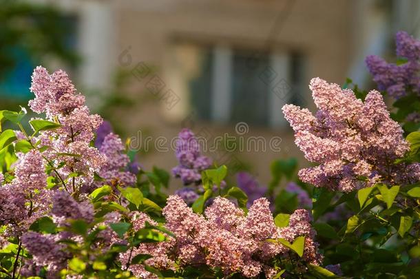 丁香花属