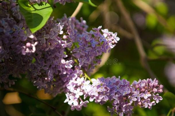 丁香花属