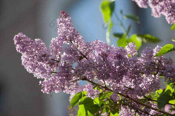 丁香花属