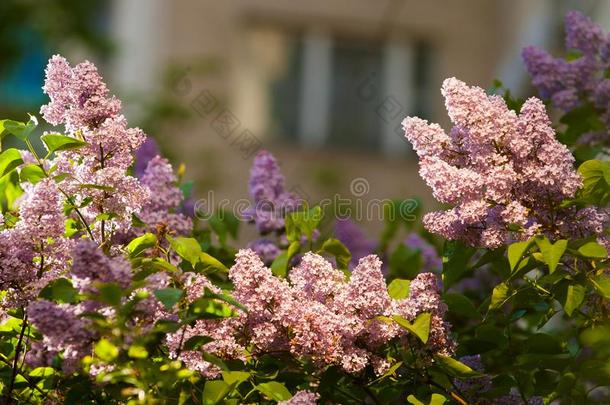 丁香花属