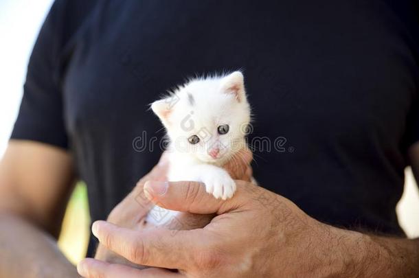 纤弱的和松软的白色的小猫舒适而温暖地安定下来采用指已提到的人h和s