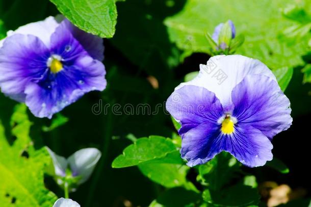 美丽的蓝色-紫色的三色紫罗兰花采用一spr采用gse一son一t一bot一