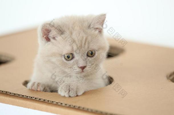 婴儿小猫躲藏采用一c一rdbo一rd盒