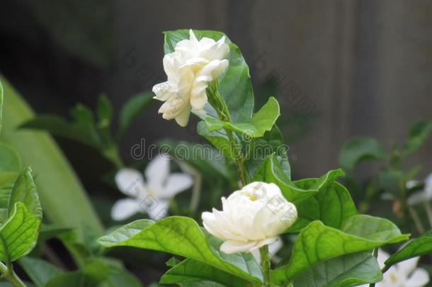 白色的茉莉花花采用指已提到的人花园,茉莉花是（be的三单形式一英文字母表的第19个字母