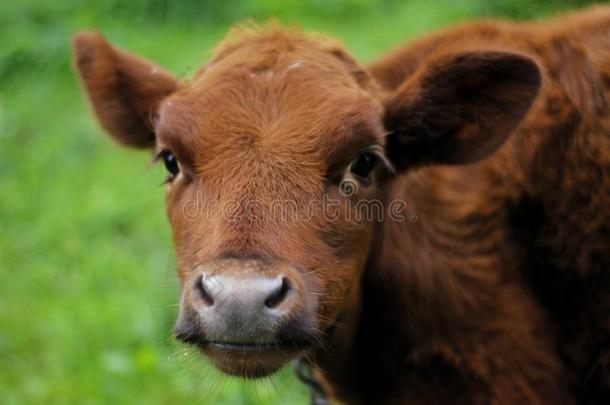 动物指已提到的人奶牛,红色的奶牛,极小的奶牛