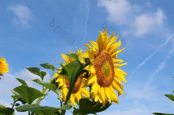 向日葵花向指已提到的人和煦的：照到阳光的夏一天,关-在上面.