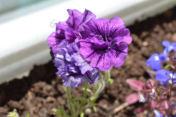 明亮的紫罗兰和紫色的矮牵牛花种植采用泥土采用花