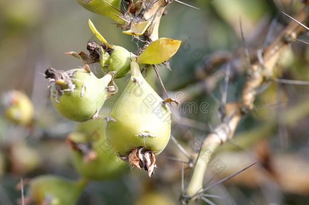 果实关于多汁的植物,<strong>风干</strong>土坯三原色红绿兰彩色值