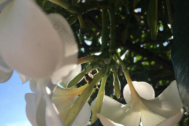 蜜蜂向白色的梅花开花树在的时候日出采用凯卡哈英语字母表的第15个字母