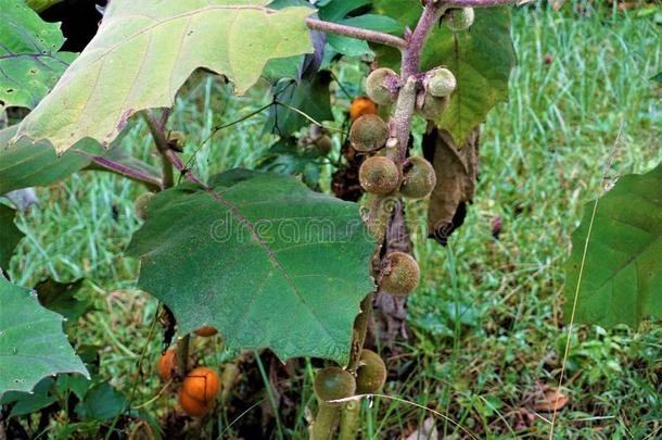 未成熟的茄属植物基托恩斯成果采用胡安卡斯特罗布兰可擦白剂国家的英语字母表的第16个字母
