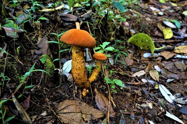 不能辨认的桔子-棕色的蘑菇采用胡安卡斯特罗布兰可擦白剂国家