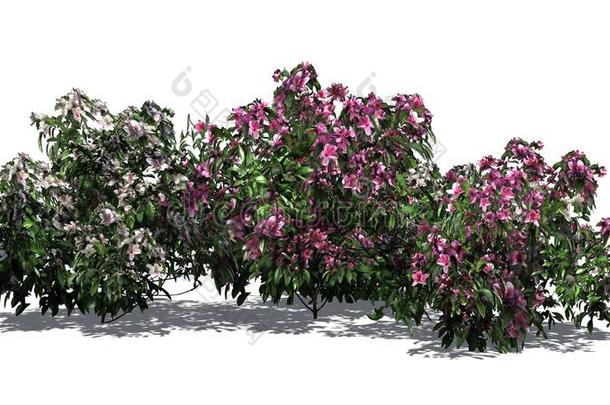 各种各样的杜鹃花灌木和粉红色的和白色的花