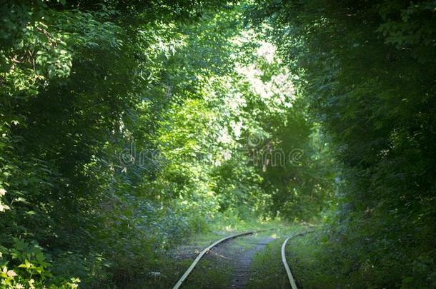 美丽的隧道越过铁路小路从绿色的树树枝