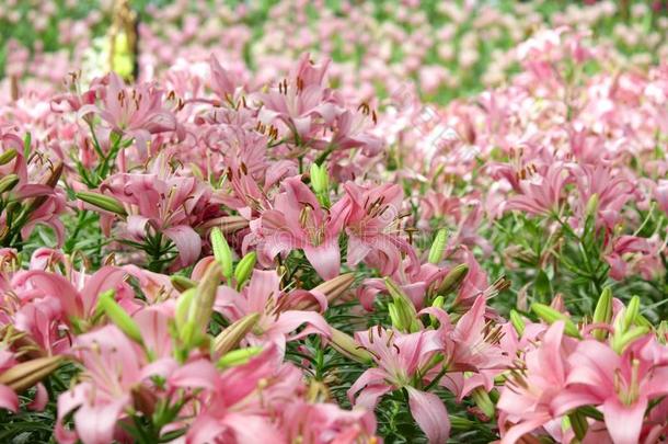 桩关于粉红色的百合花花采用百合花花园