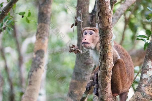 成熟的无边女帽恒河猴猴采用威尔佩德国家的公园采用诺斯威斯