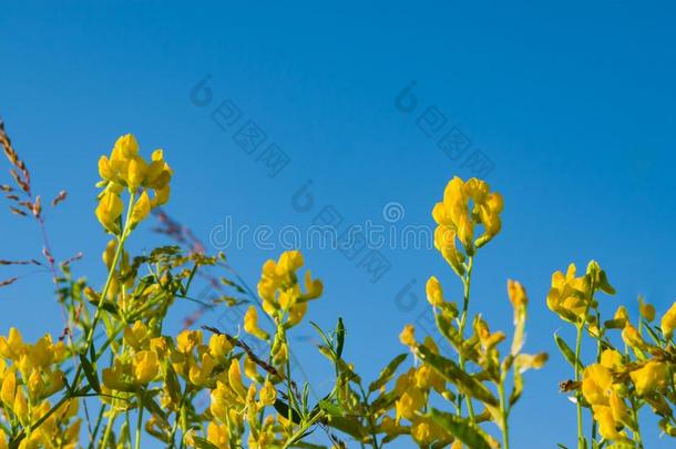 黄色的花草地野生的植物向蓝色天背景和electromagneticpulse电磁脉冲