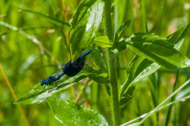 摄影关于美丽的蓝色蜻蜓