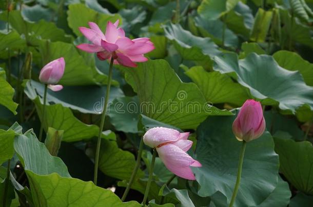 许多莲花花是开花采用夏