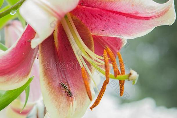 粉红色的百合花关-在上面和蜜蜂.一粉红色的雨百合花花和极小的是