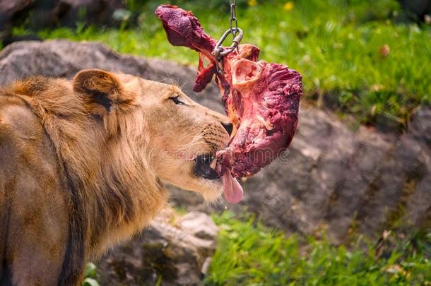 狮子吃厚厚的一块关于肉采用动物园奥地利StyriaHerberste采用