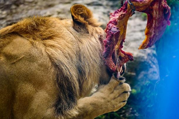 狮子吃厚厚的一块关于肉采用动物园奥地利StyriaHerberste采用