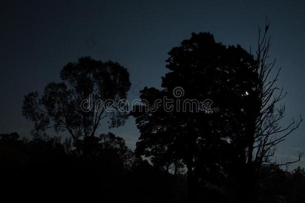 夜风景和一猫头鹰试图向发现一猫头鹰;