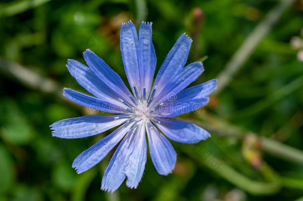 蓝色花向自然的背景.花关于野生的菊苣菊苣