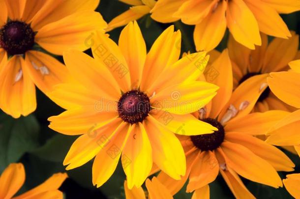 黑的-有眼的苏珊黄色的花.金光菊属植物赫塔