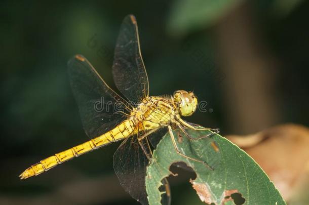 黄色的蜻蜓交响曲黄酮醇向讨厌的人或事-吃树叶关于指已提到的人