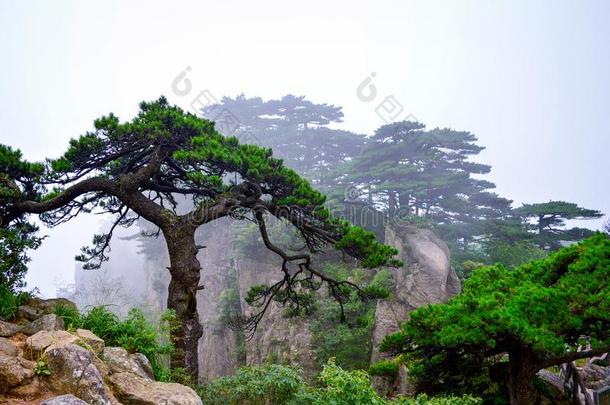 <strong>黄山</strong>黄色的山松树树从安徽省份中国.